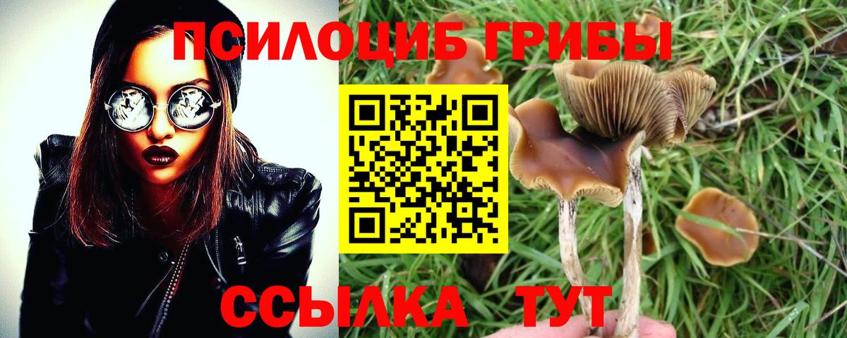 Галлюциногенные грибы Psilocybe Кудрово
